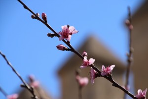 Der Frühling kommt  