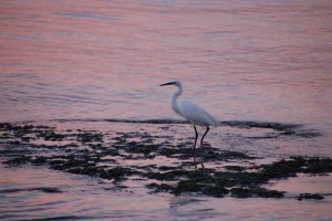 Vogel im Sonnenuntergang  